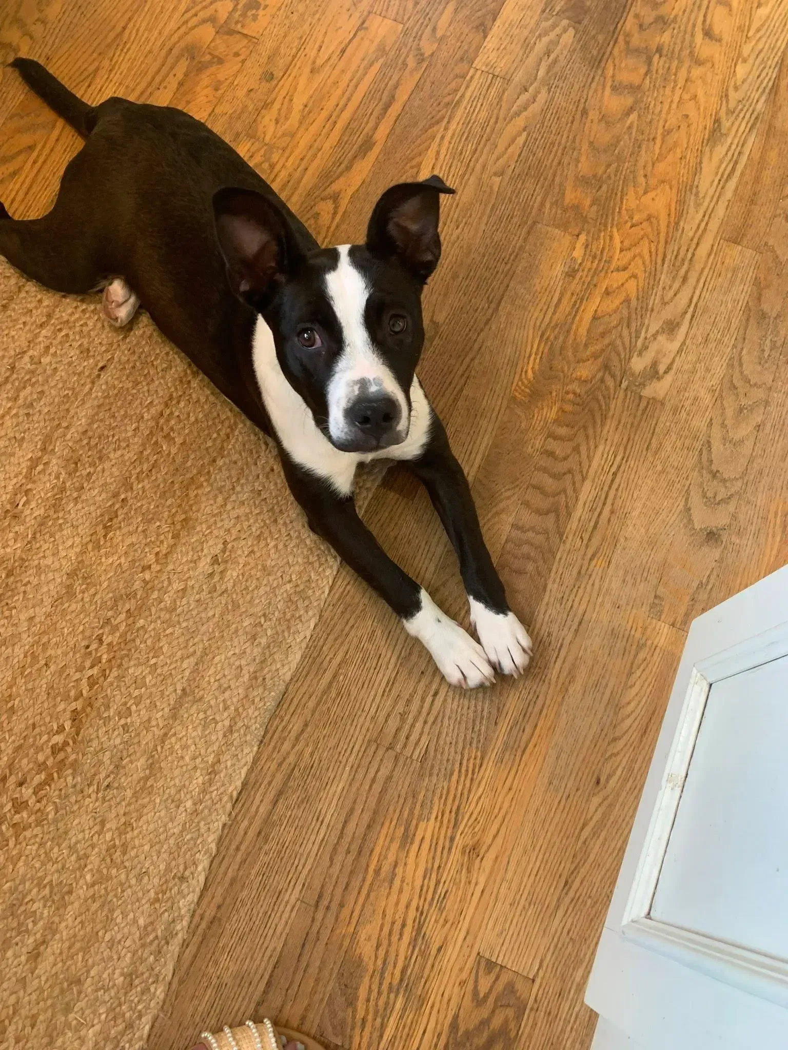 Black-and-white dog lying on a hardwood floor, looking up at the camera.