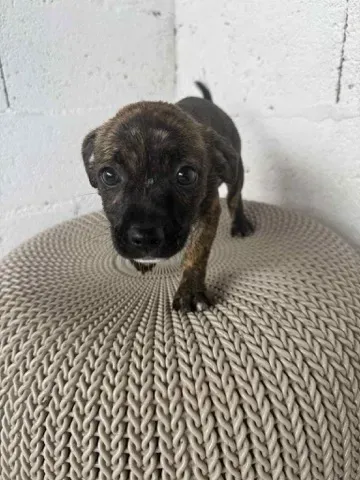 Brindle puppy walking on a woven cushion in front of a white wall.