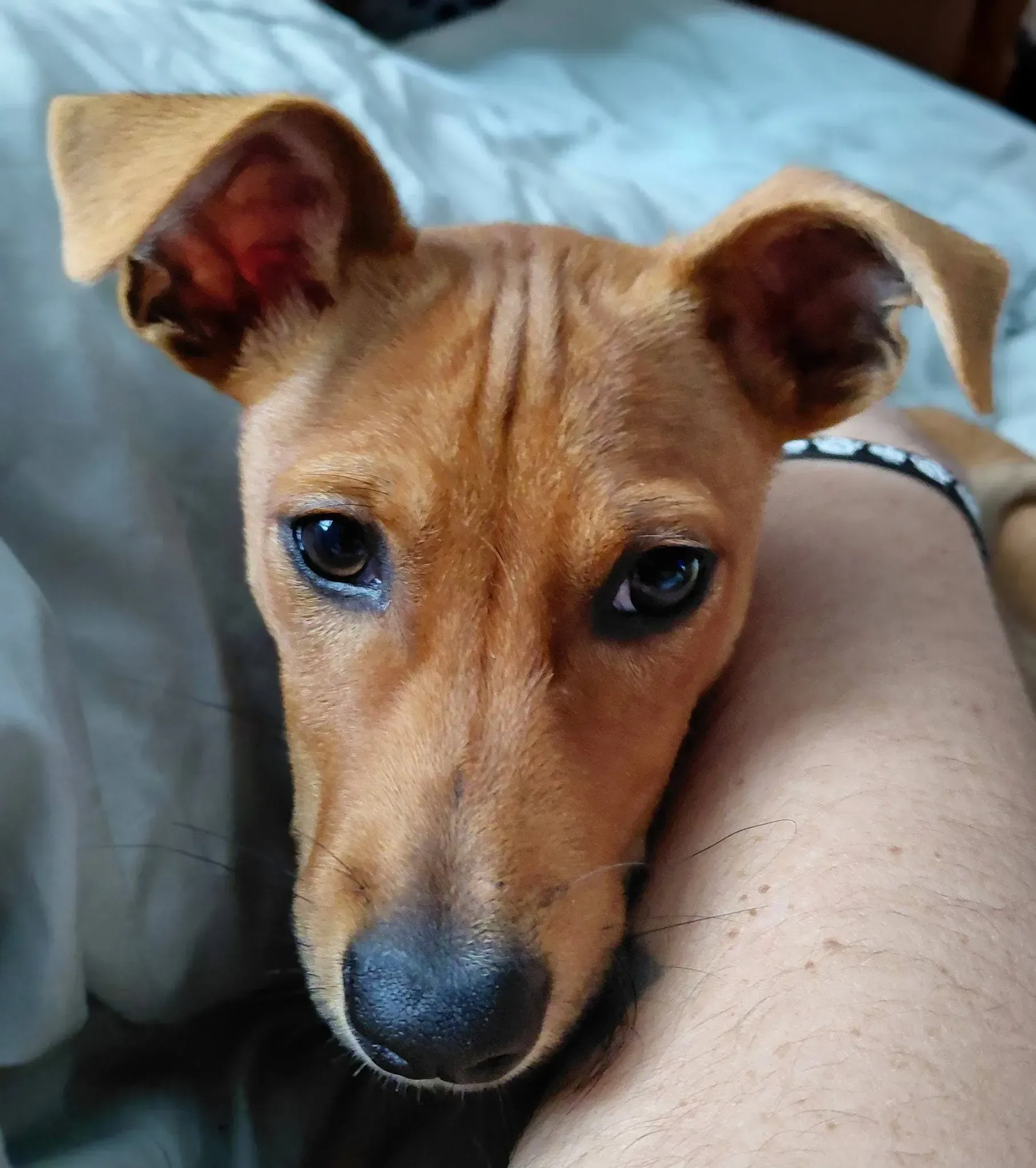 Small tan puppy resting its head on a person’s arm, looking at the camera.