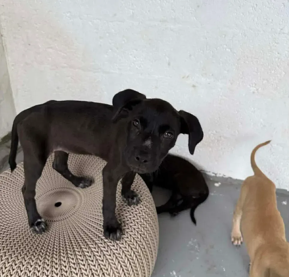Three puppies near a wall, with one black puppy standing on a beige cushion and two others behind it.