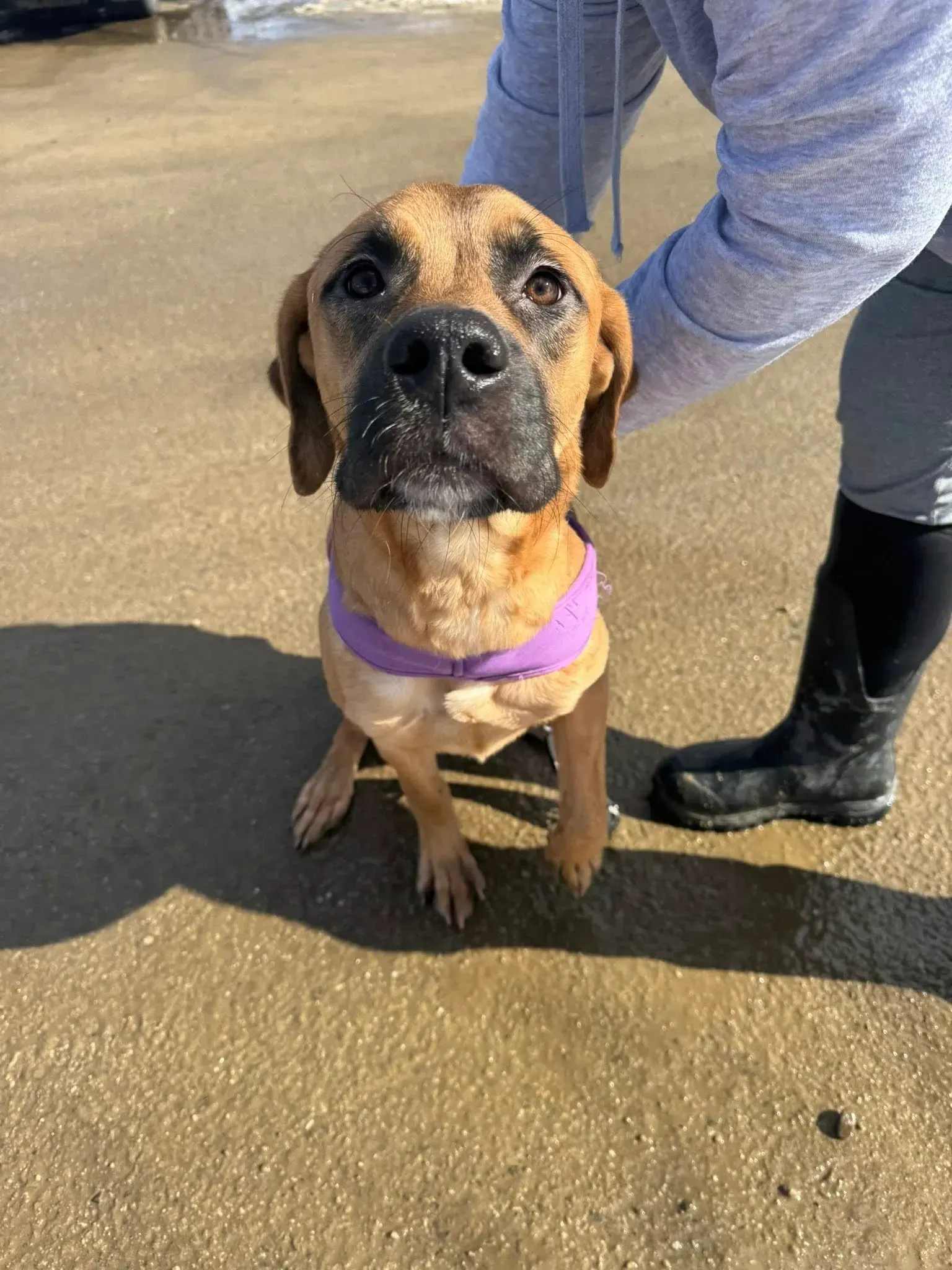 Brown dog in a purple harness sitting on wet pavement beside a person’s leg and boot