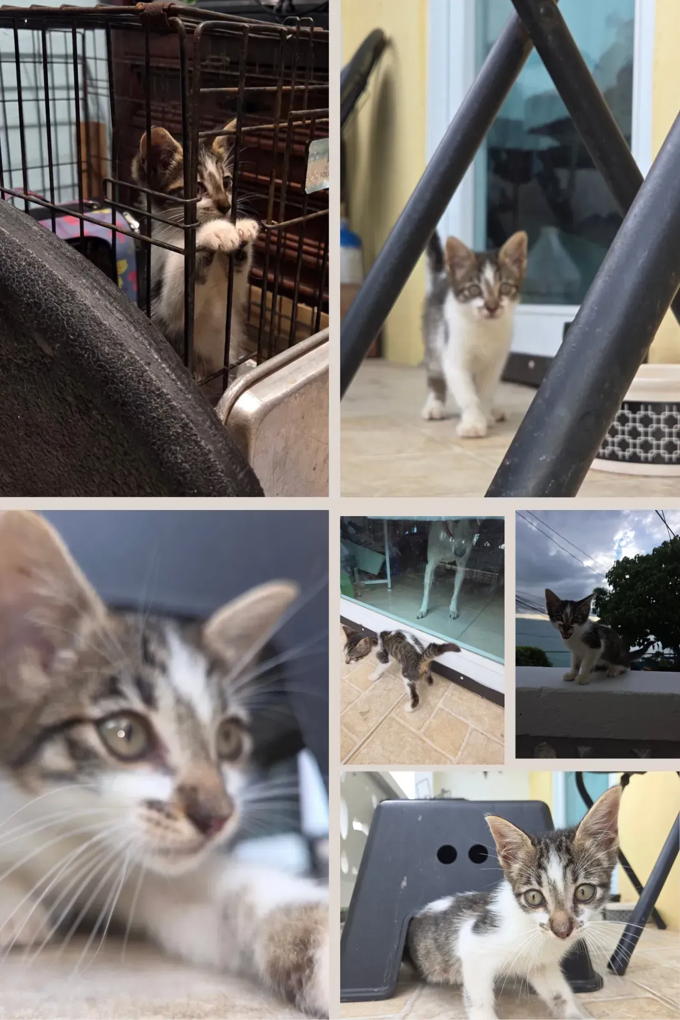 Collage of a tabby-and-white cat indoors and outdoors, including close-ups and one behind a cage.