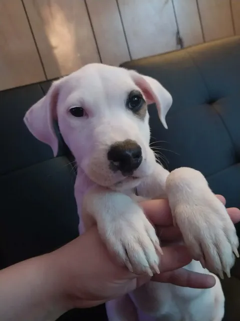 Small white puppy being held in a hand, with floppy pink ears and front paws resting forward.