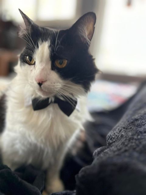 Black-and-white cat wearing a bow tie, sitting indoors and looking to the side