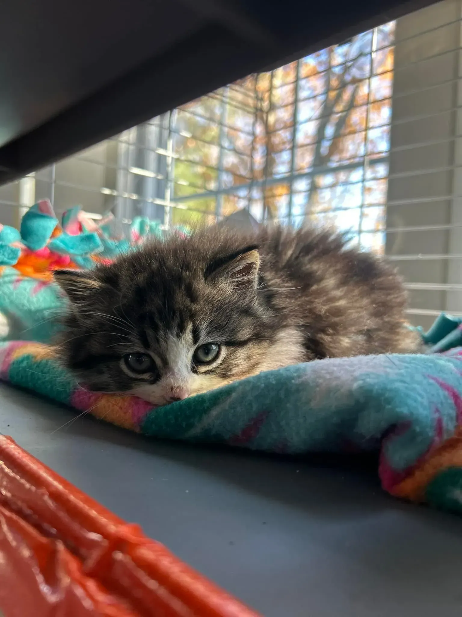 Fluffy kitten resting on a colorful blanket by a sunlit window with blinds.