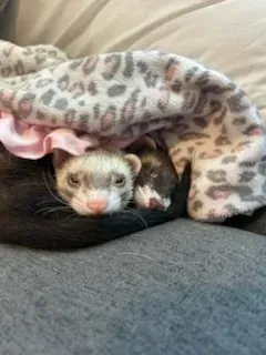 A small ferret peeks out from under a leopard-print blanket on a gray couch.