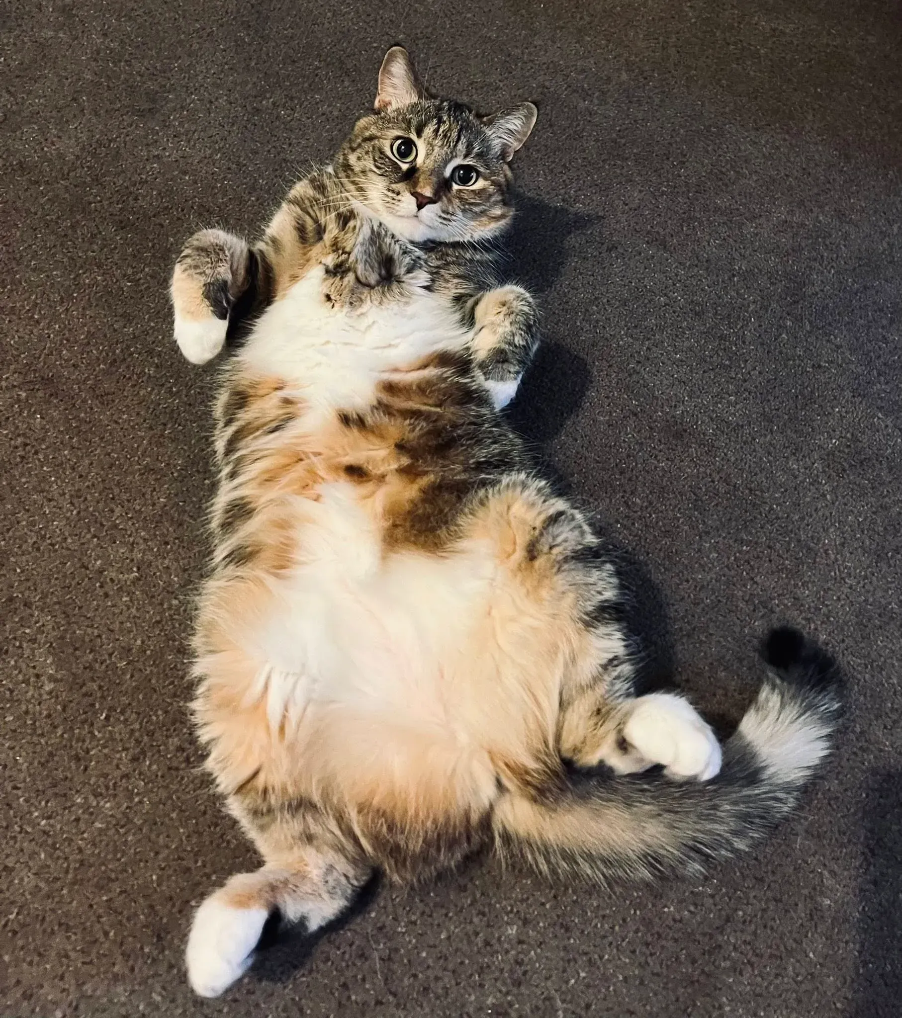 Tabby cat lying belly-up on a dark carpet, paws curled and looking at the camera.