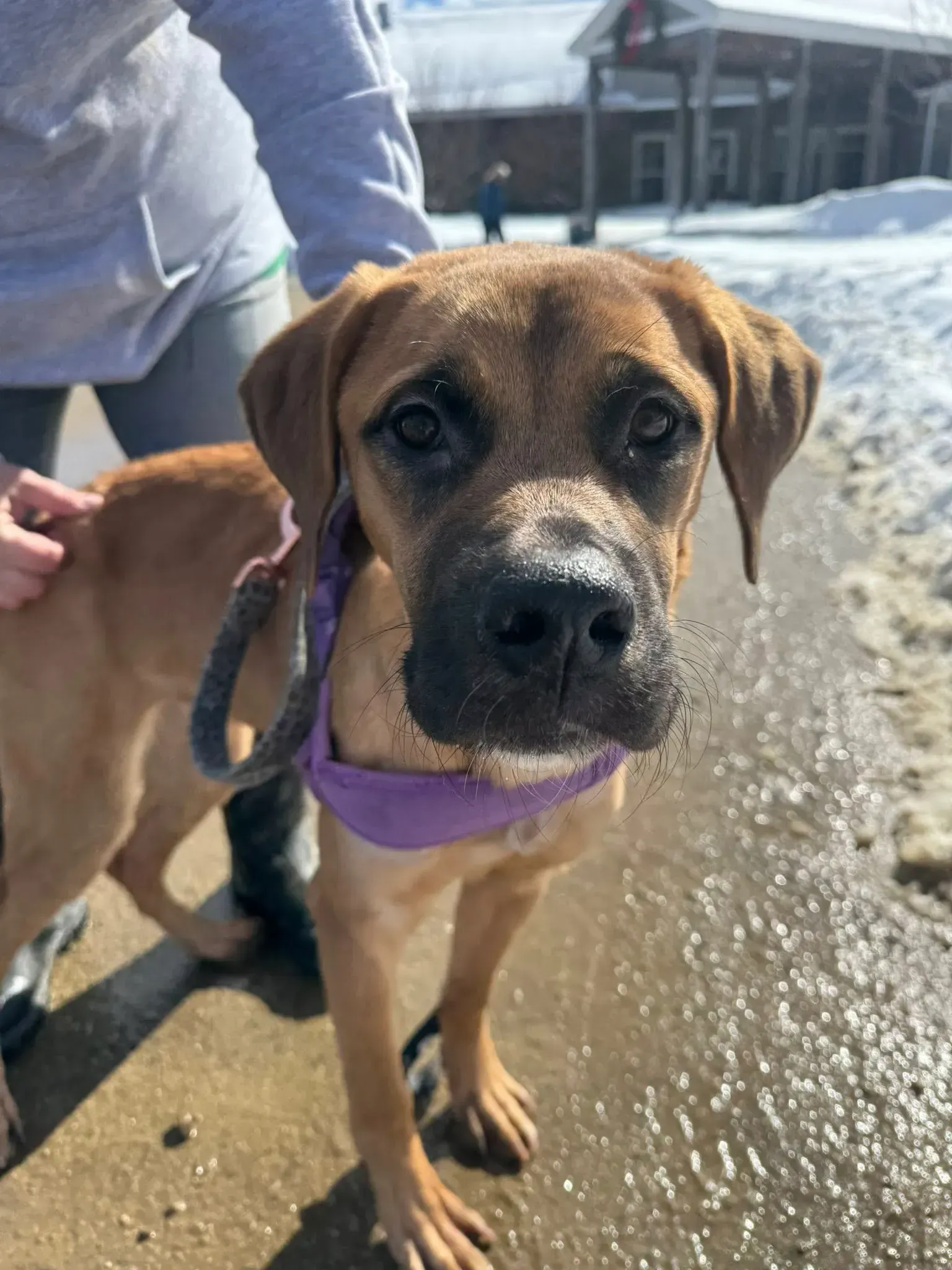 Brown dog wearing a purple collar stands on a snowy sidewalk beside a person in a blue jacket.