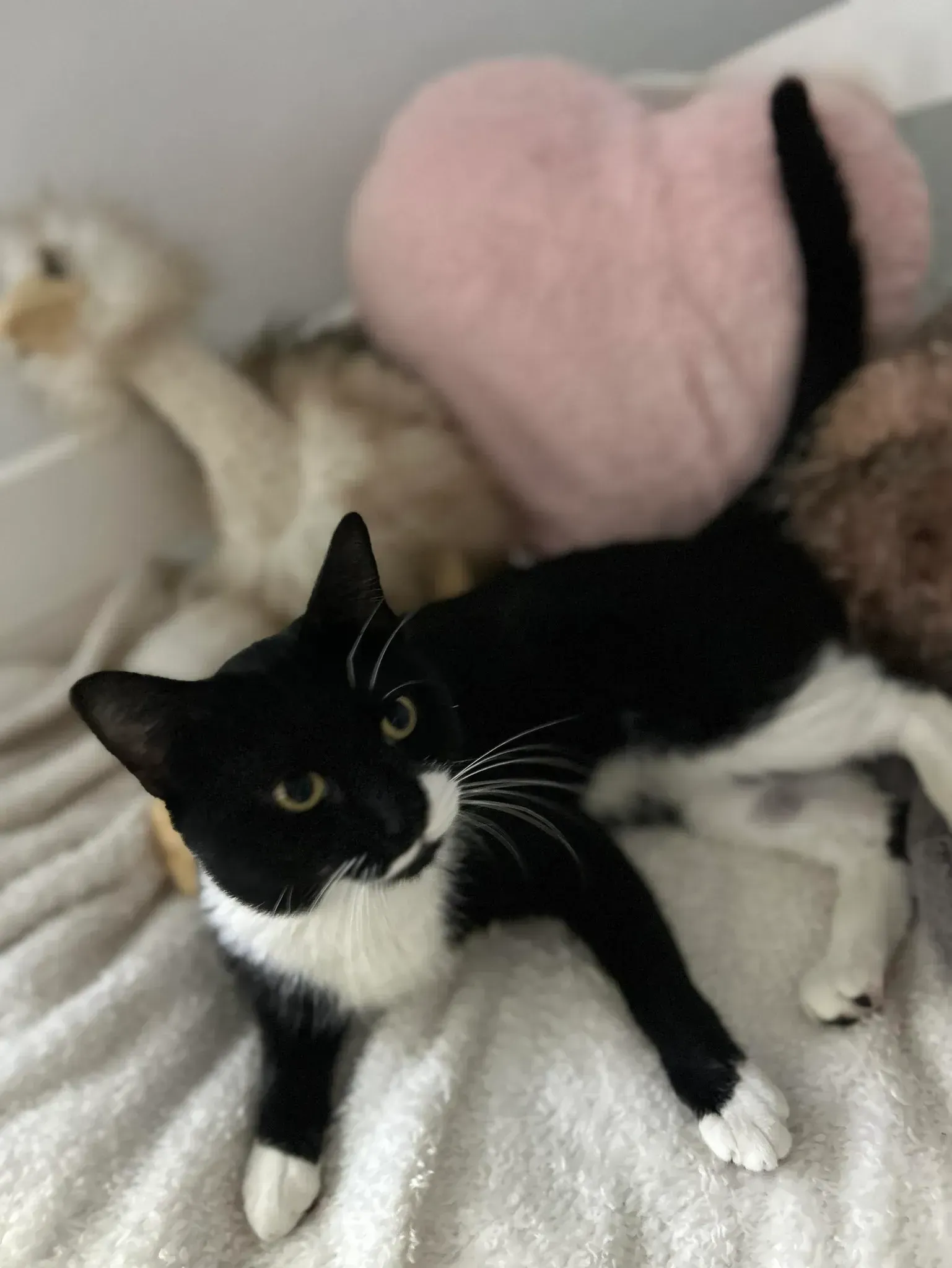 Black-and-white cat lounging on a bed beside a cream-colored dog and a pink pillow