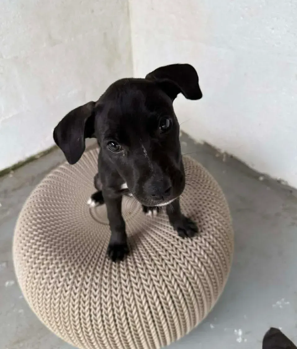 Black puppy sitting on a beige knitted cushion against a white wall