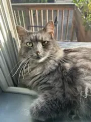 Fluffy gray cat sitting by a window, looking at the camera.
