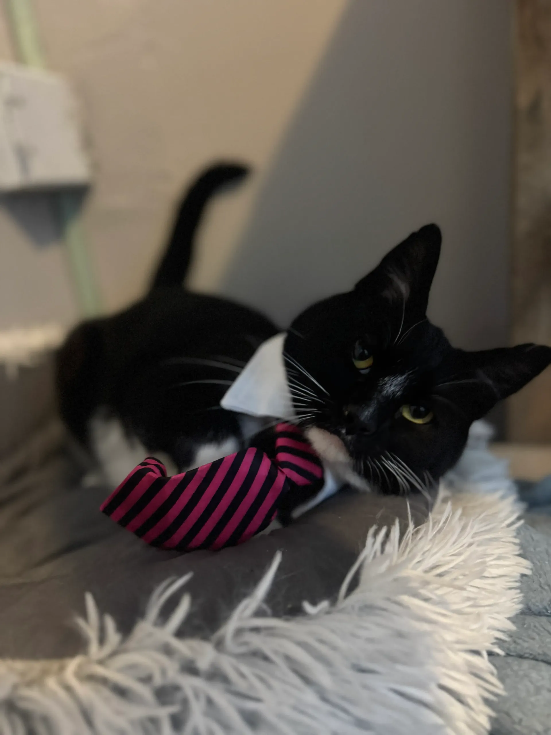 Black-and-white cat in a pink striped tie lounging on a gray fluffy blanket.