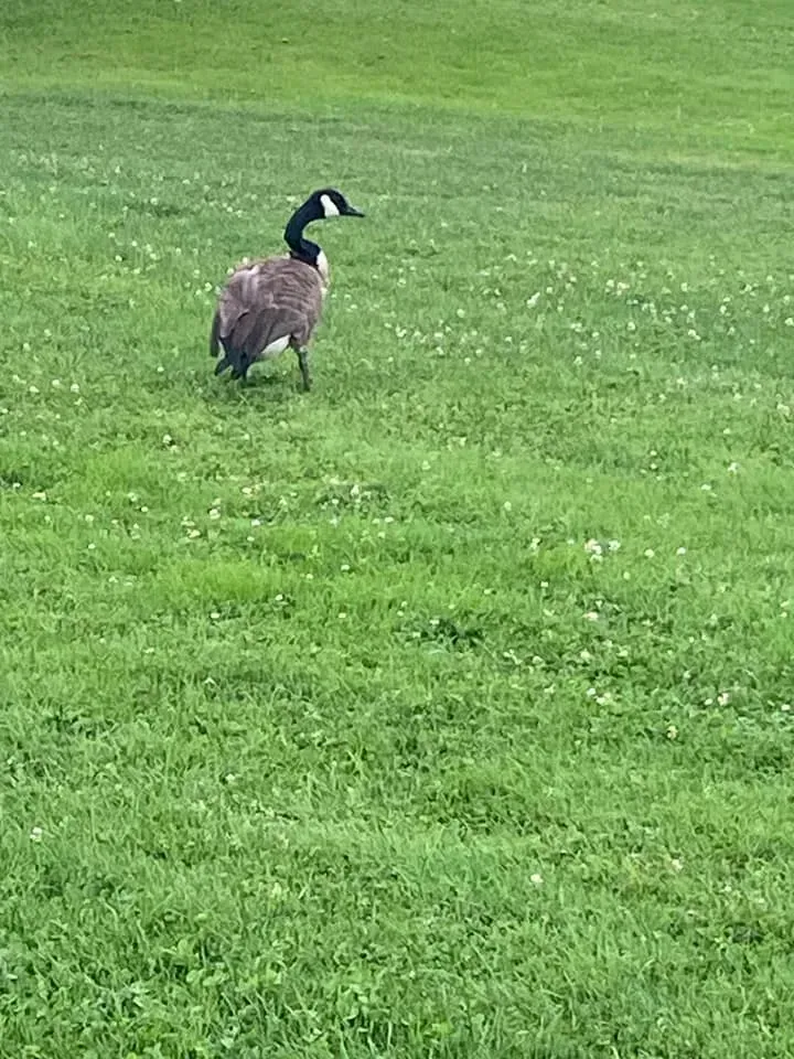 A goose standing on green grass in a field