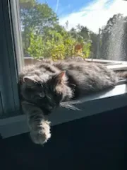 Gray cat napping on a sunny windowsill with one paw hanging over the edge