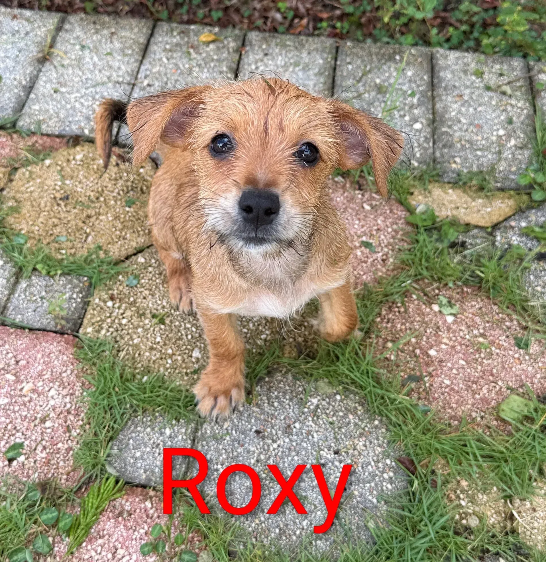 Small tan dog named Roxy standing on a stone path, looking up at the camera.