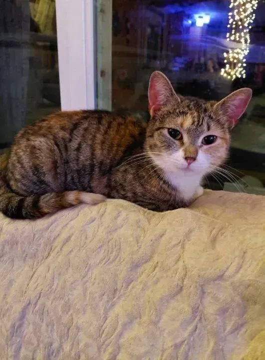 Mama Wafer