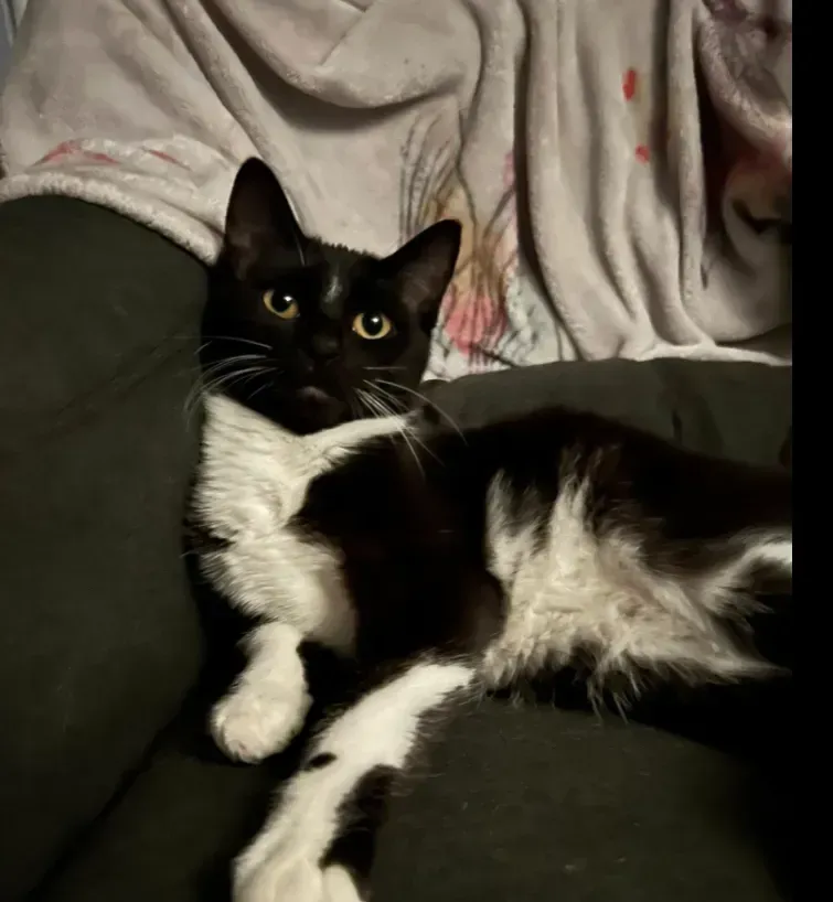 Black-and-white cat lounging on a dark couch, looking at the camera.