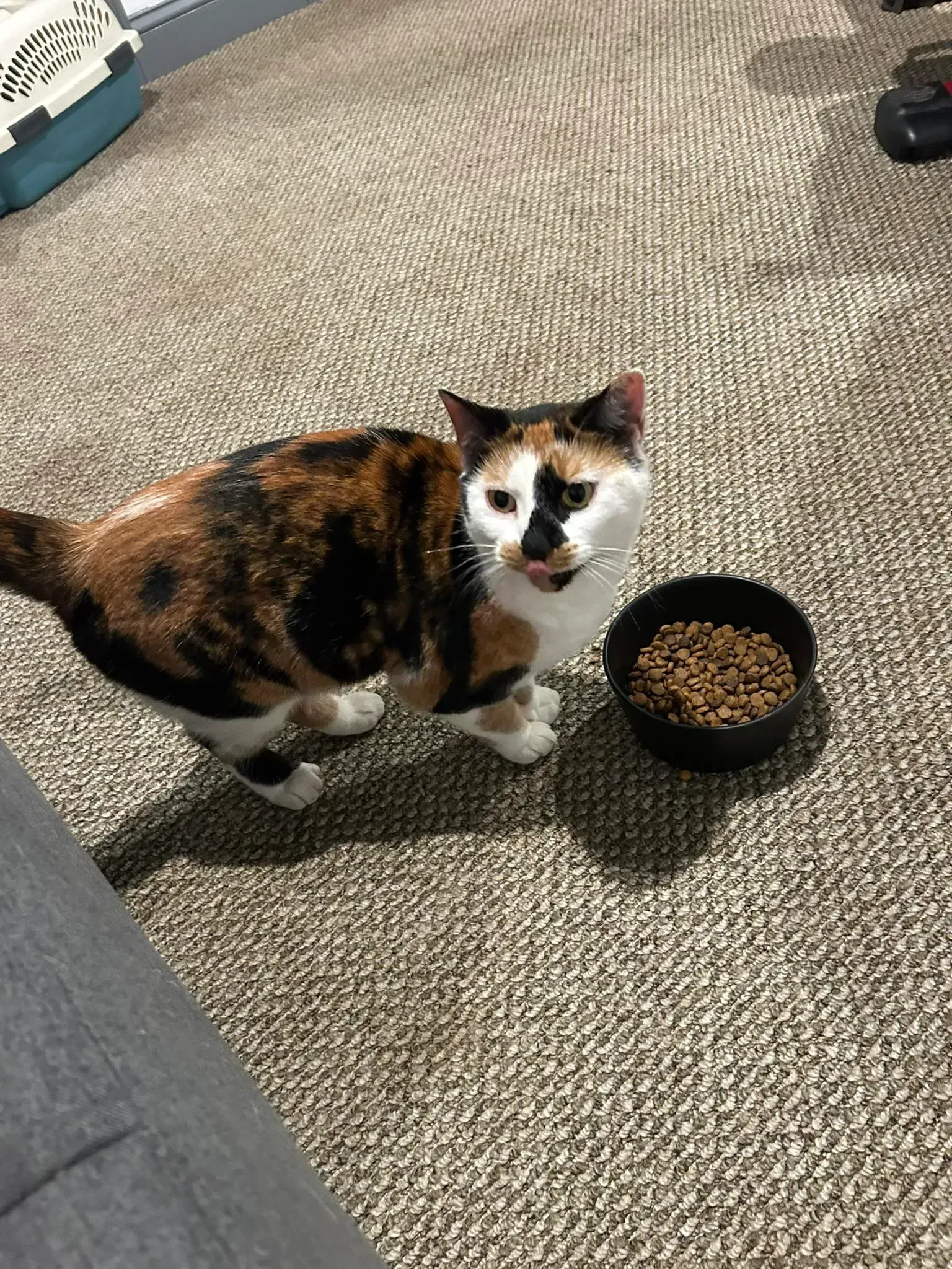 Calico cat standing beside a bowl of dry food on a carpet, looking up at the camera.