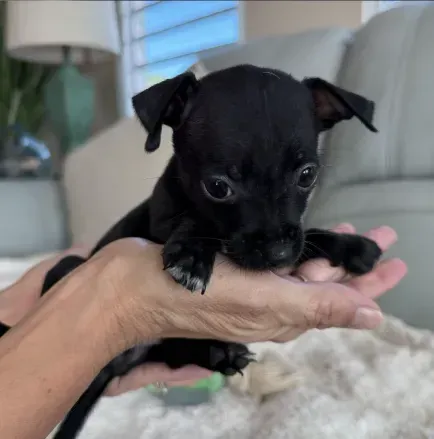 Tiny black puppy resting in a hand, with a soft indoor background