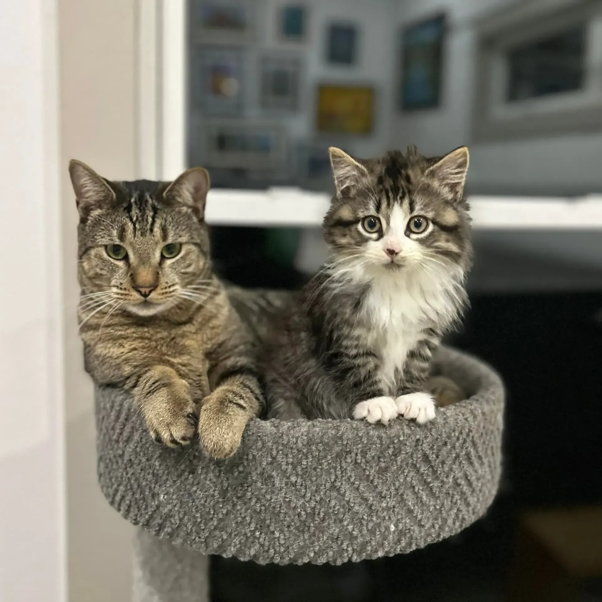 Two kittens sitting in a gray cat perch, one tabby and one fluffy white-and-tabby, in a home setting