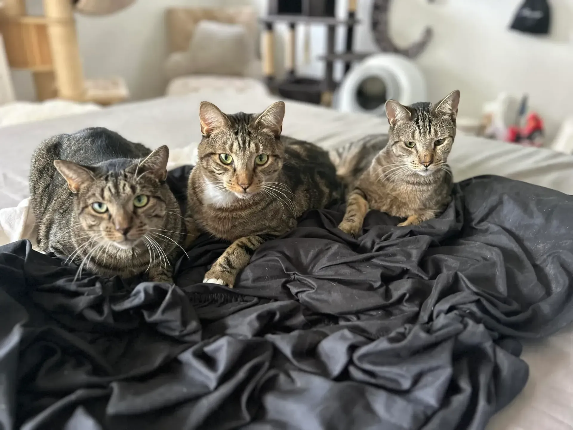 Three tabby cats sitting on a black blanket on a bed with a softly lit room in the background