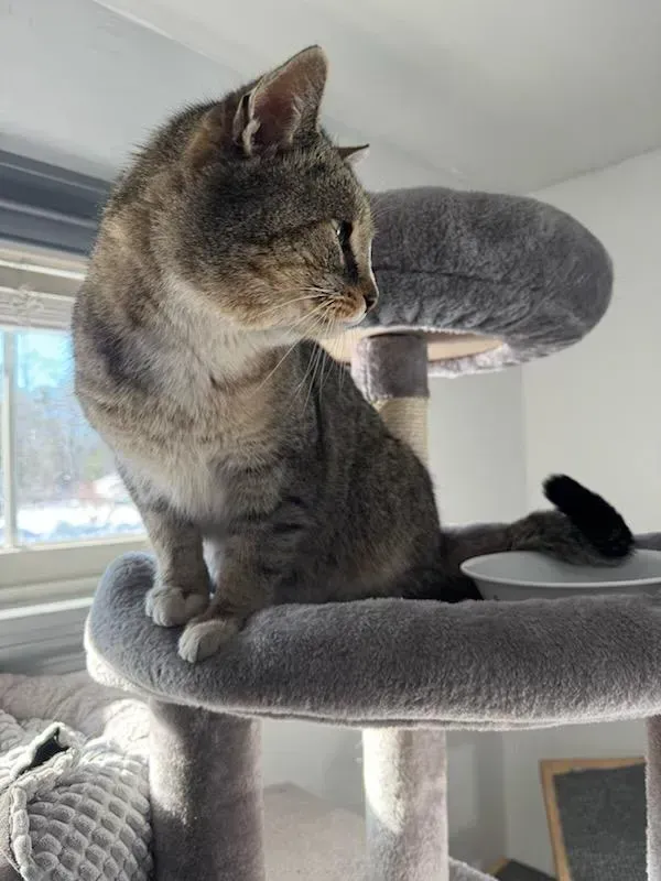 Gray tabby cat resting on a gray cat tree by a sunlit window