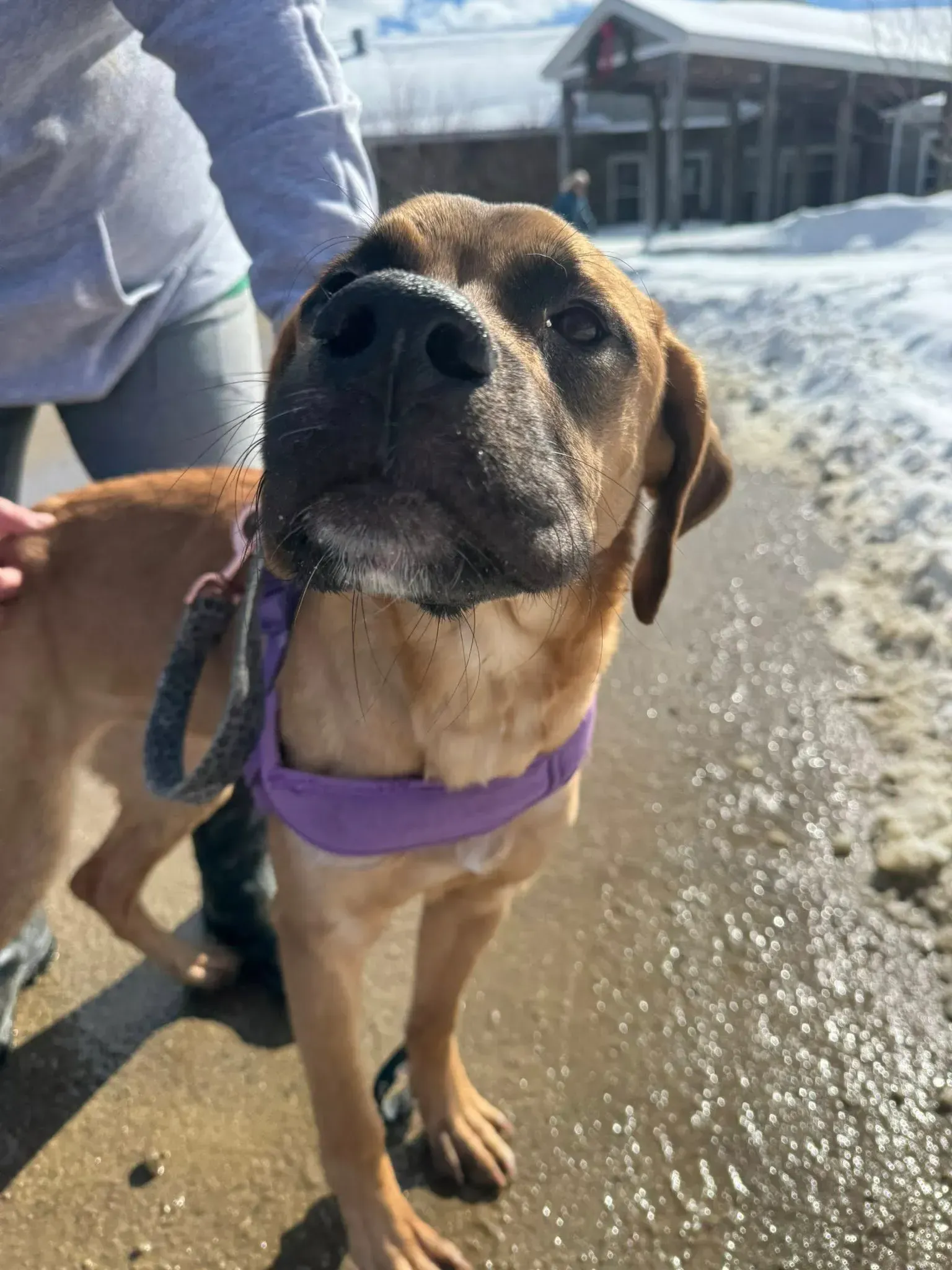 Brown dog in a purple harness standing on a snowy path beside a person.