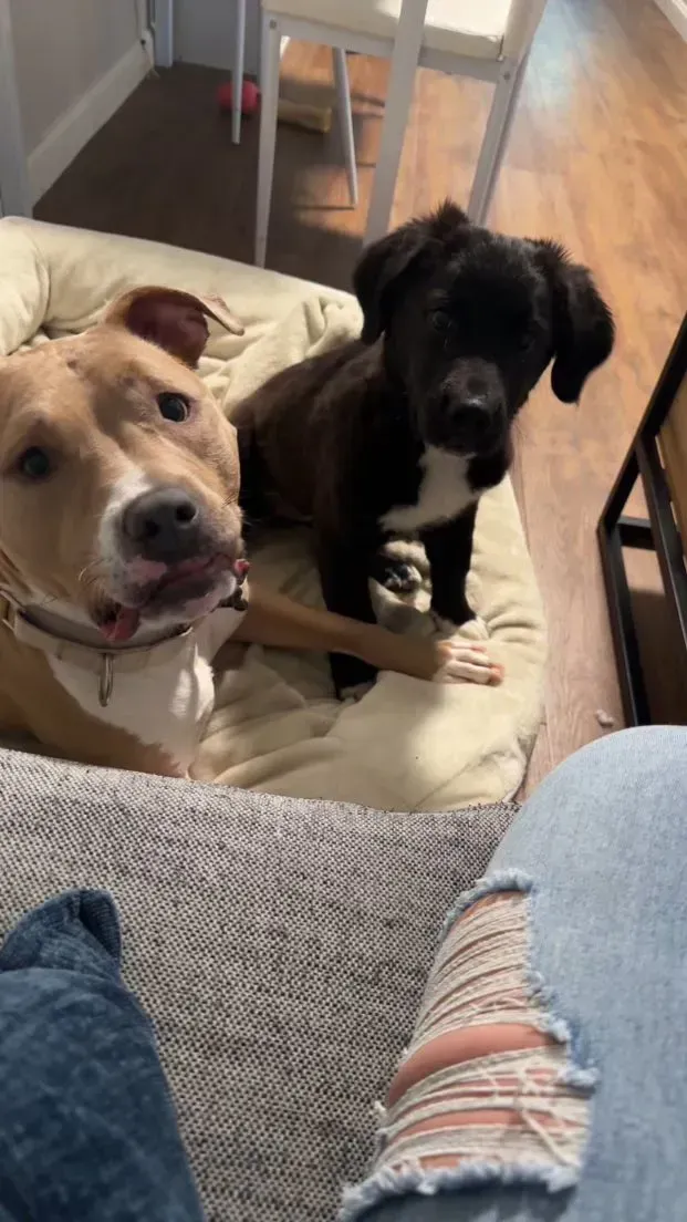 Two dogs on a couch, a tan dog and a black dog, looking up indoors.