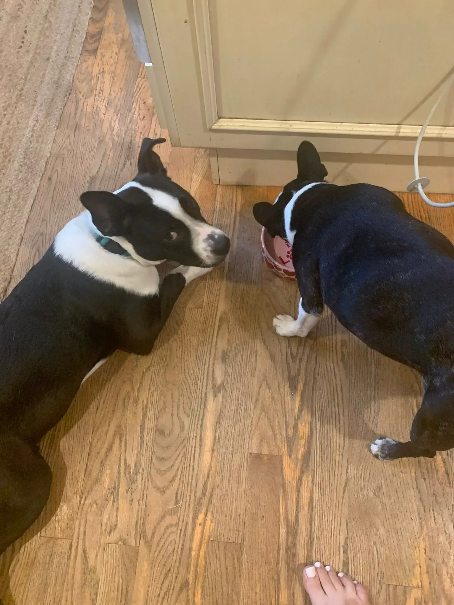 Two black-and-white dogs by a kitchen cabinet, one lying down and one sniffing near the door.