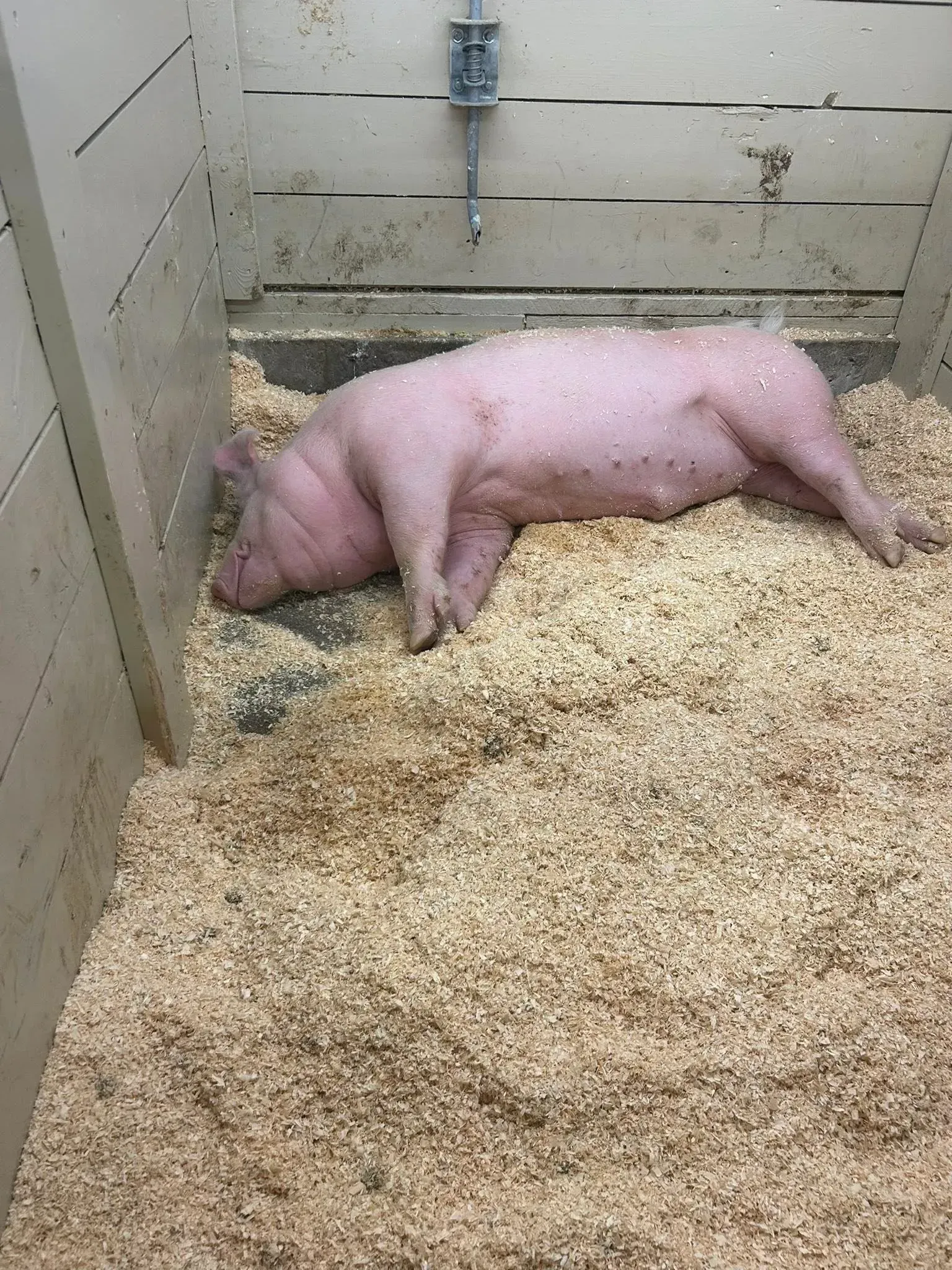 Pink pig lying on its side in a straw-covered pen with wooden walls