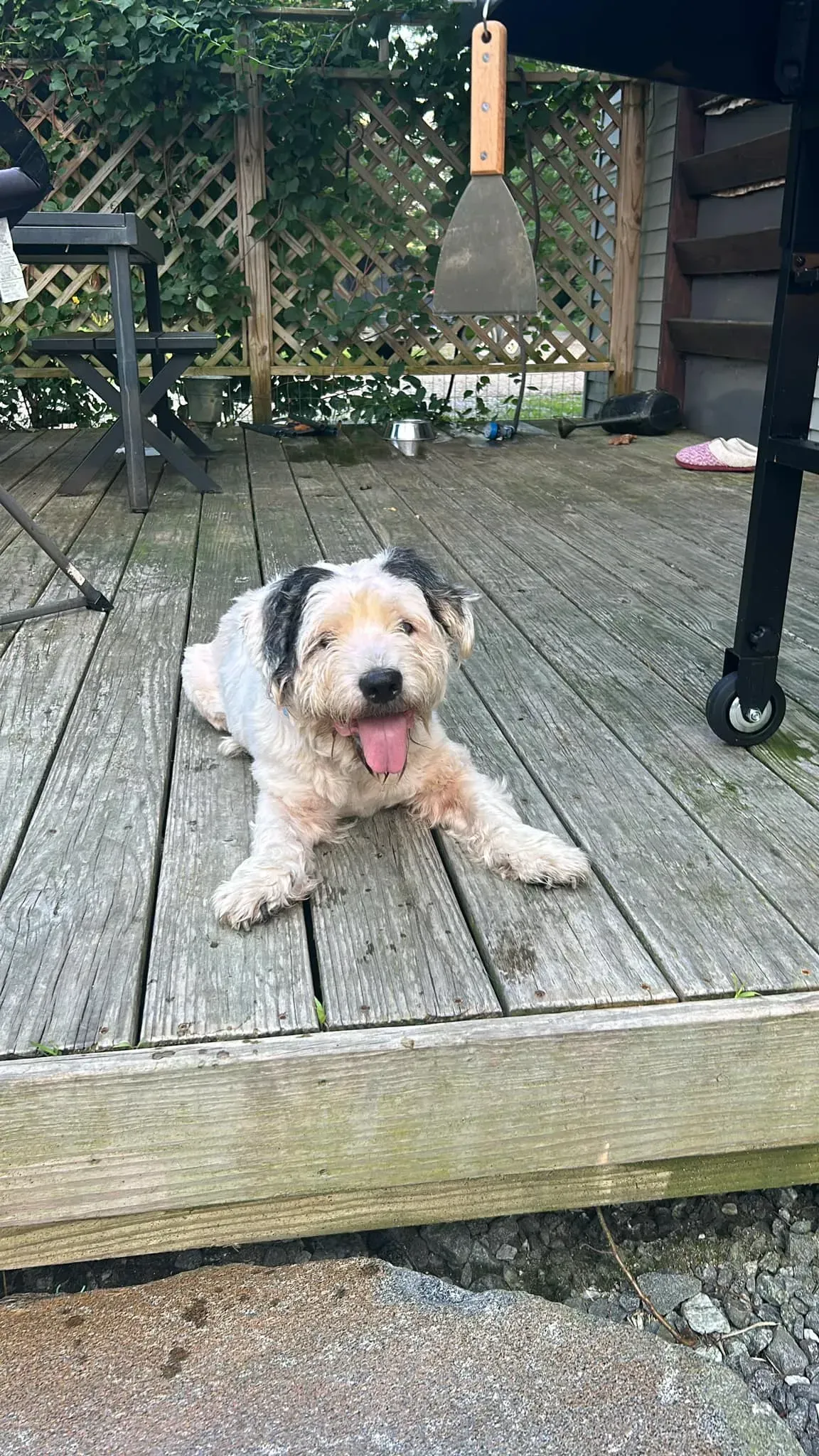 Small tan-and-white dog lying on a wooden deck with tongue out in a backyard garden.