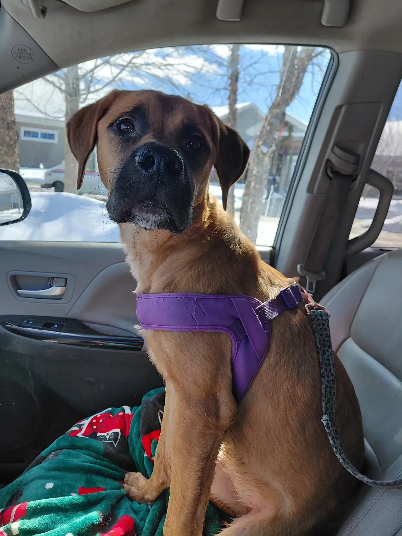 Brown dog wearing a purple harness sits in a car, looking at the camera.