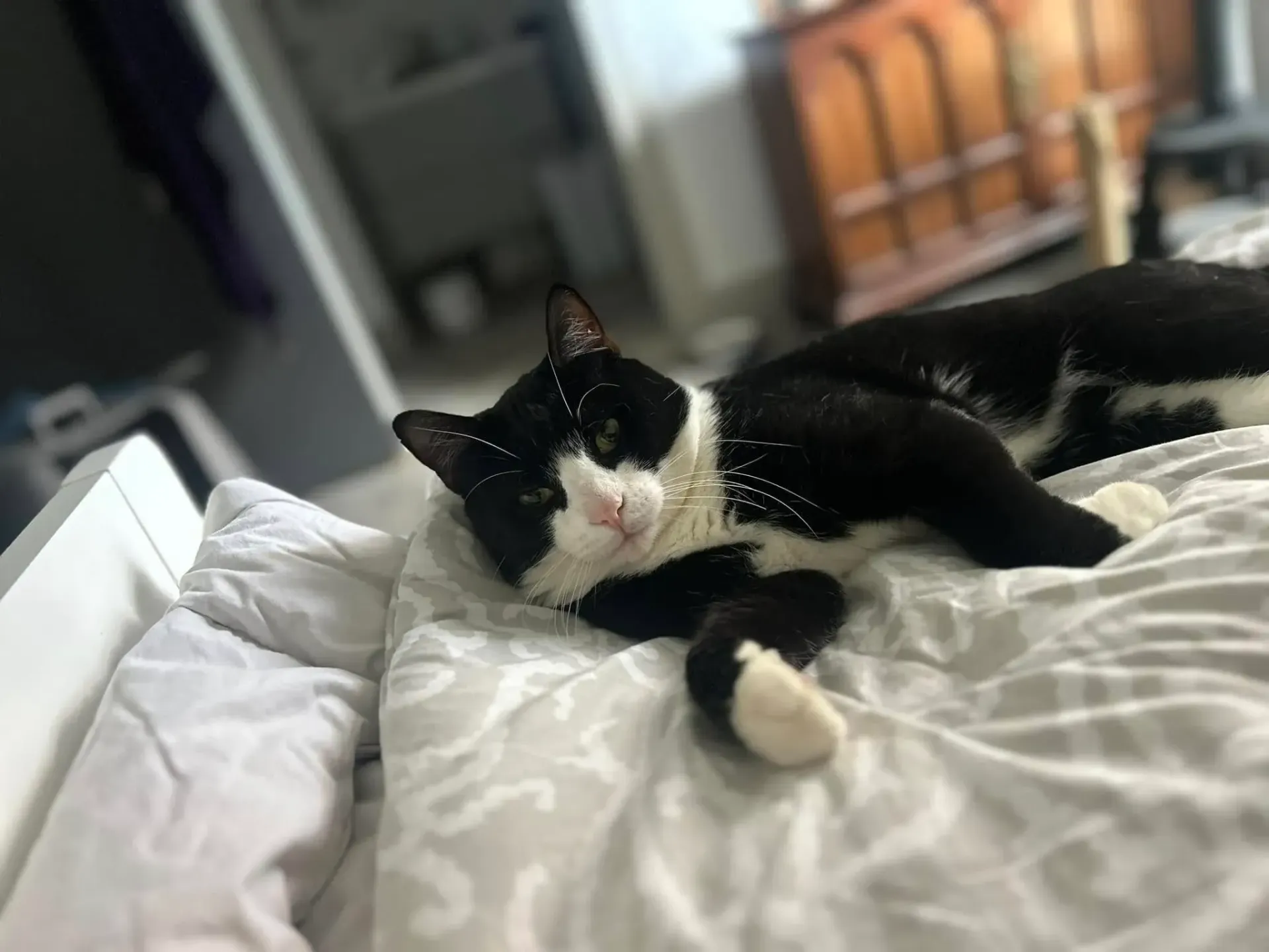 Black-and-white cat lounging on a bed, resting with one paw extended.