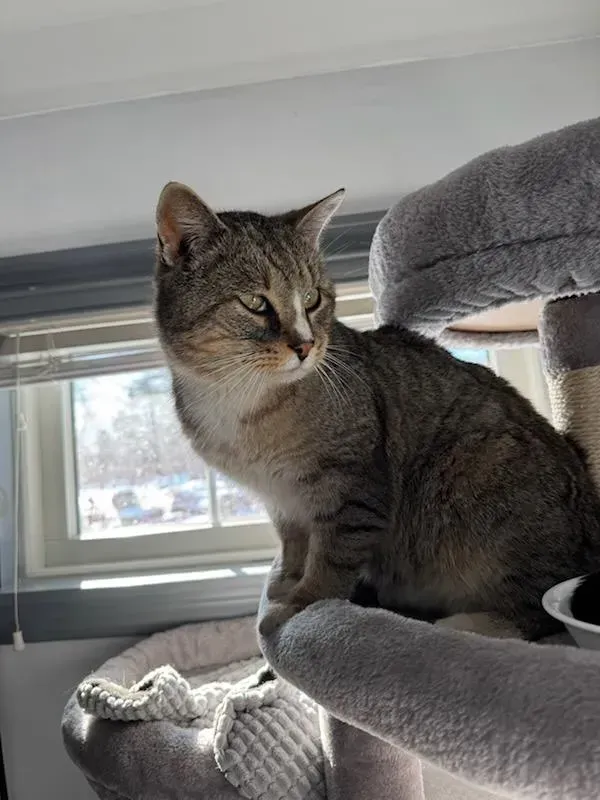 Gray tabby cat sitting on a plush cat tree by a window, looking left.