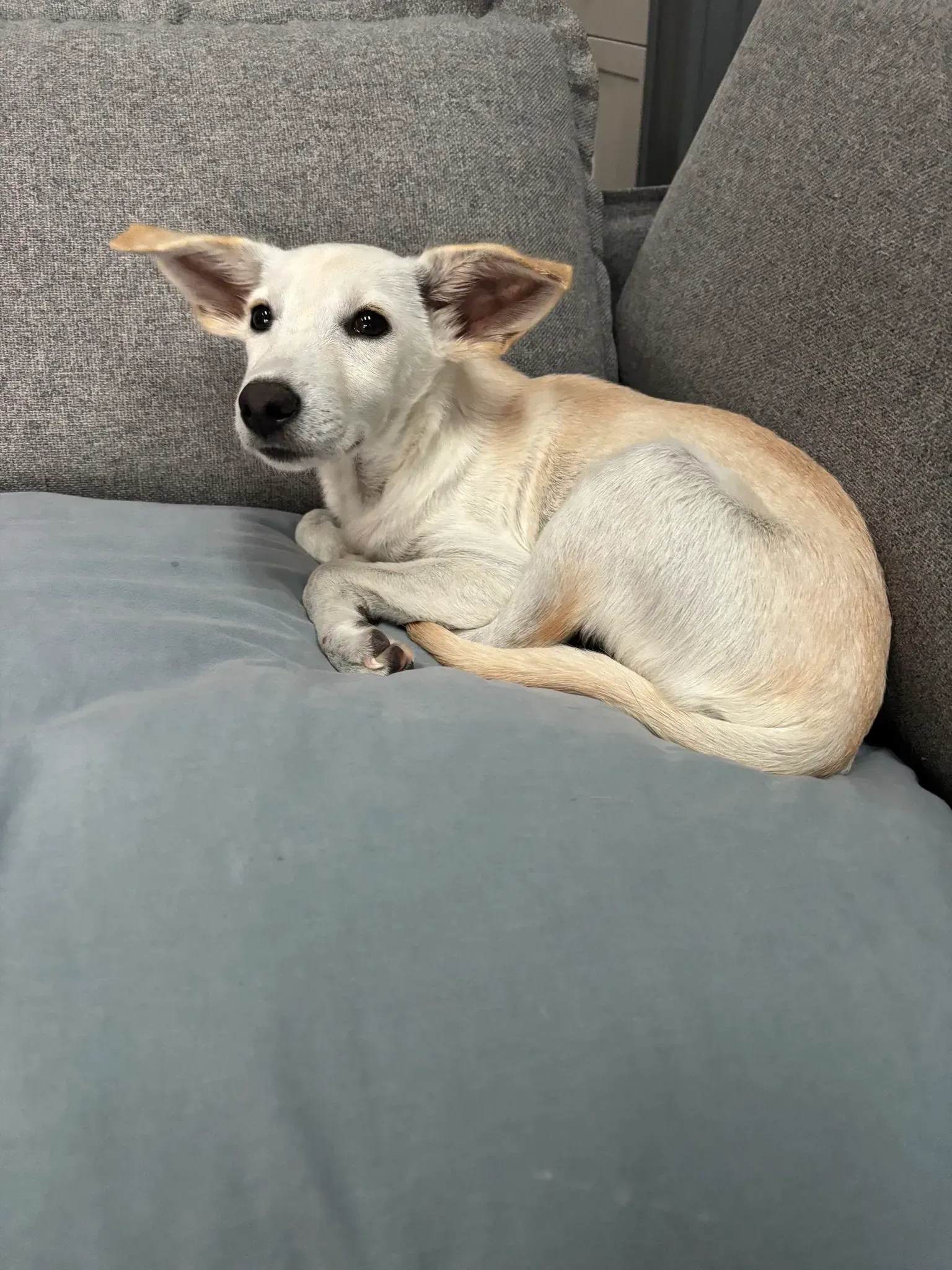 Small tan dog curled on a gray couch, looking at the camera.
