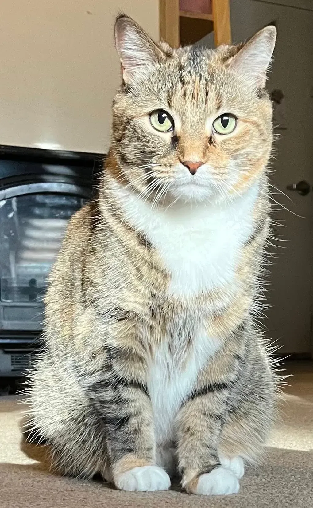 Tabby cat sitting on carpet indoors, facing forward with white chest and paws.