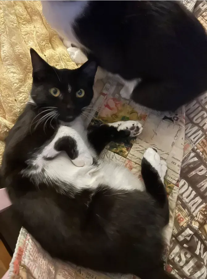 Two black-and-white cats lounging together on a patterned blanket, one peeking up at the camera.