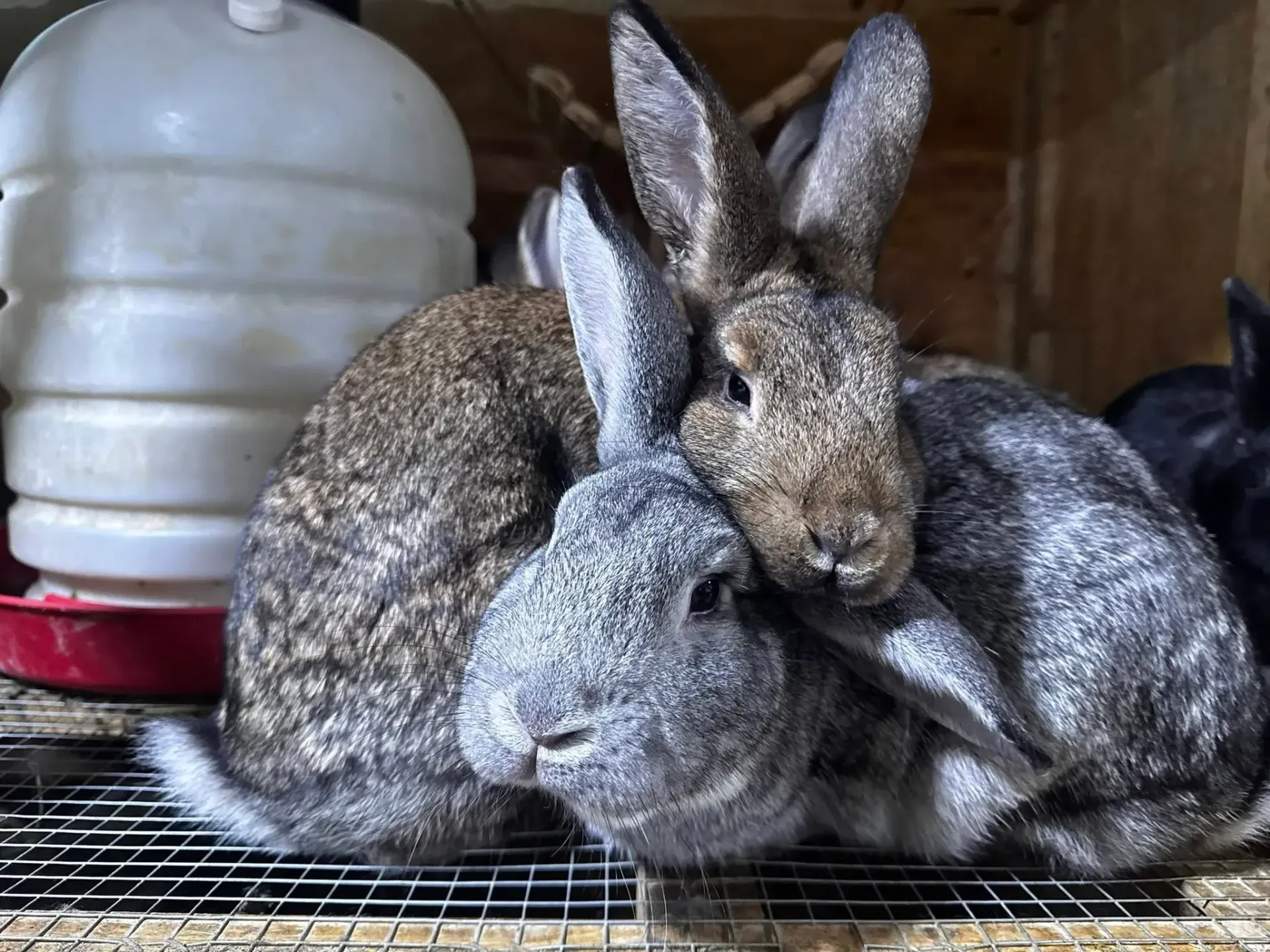 Three rabbits huddled together on a wire cage in a barn, one gray and two brown.