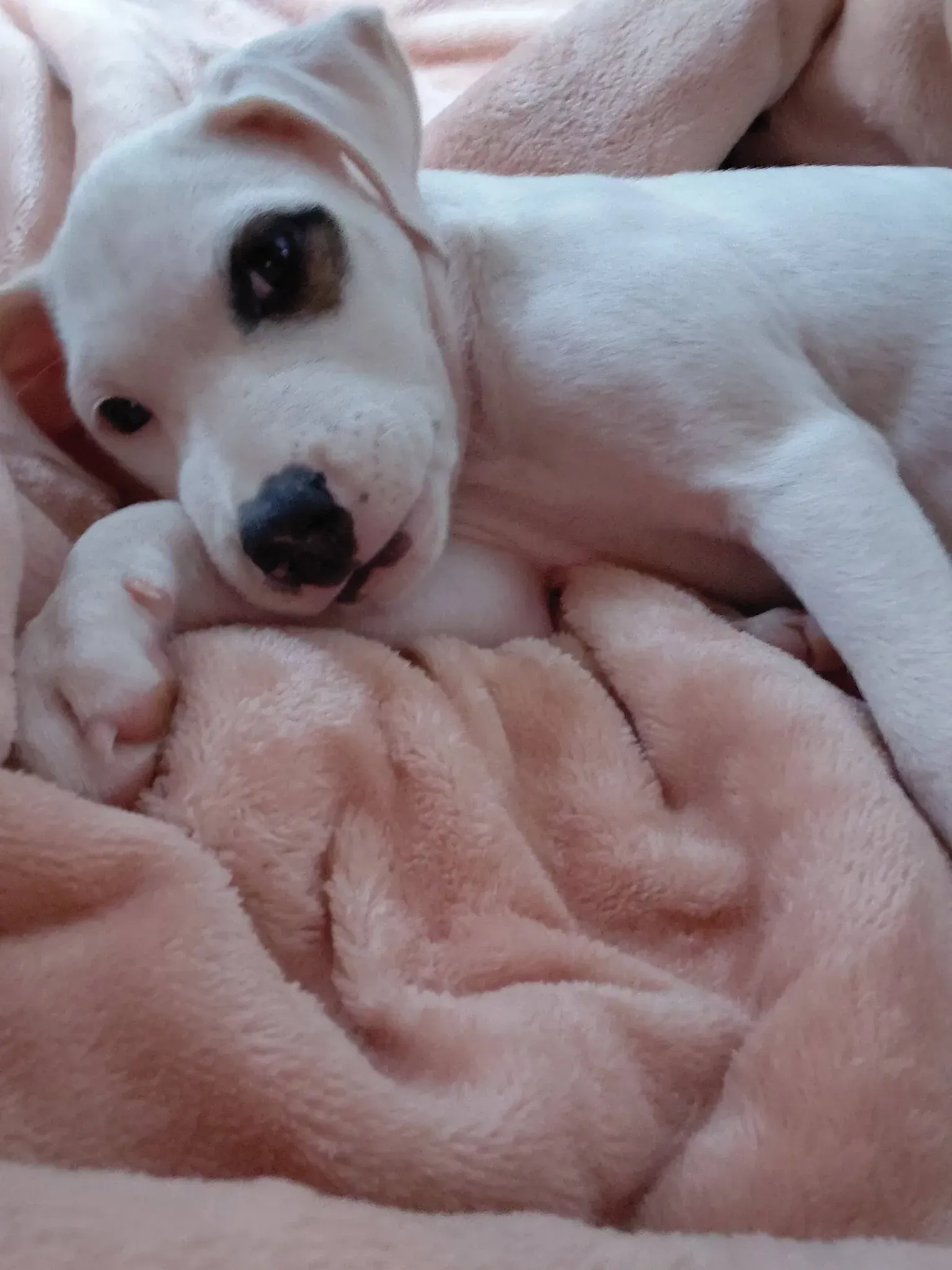 Small white puppy lying on a pink blanket, looking at the camera.