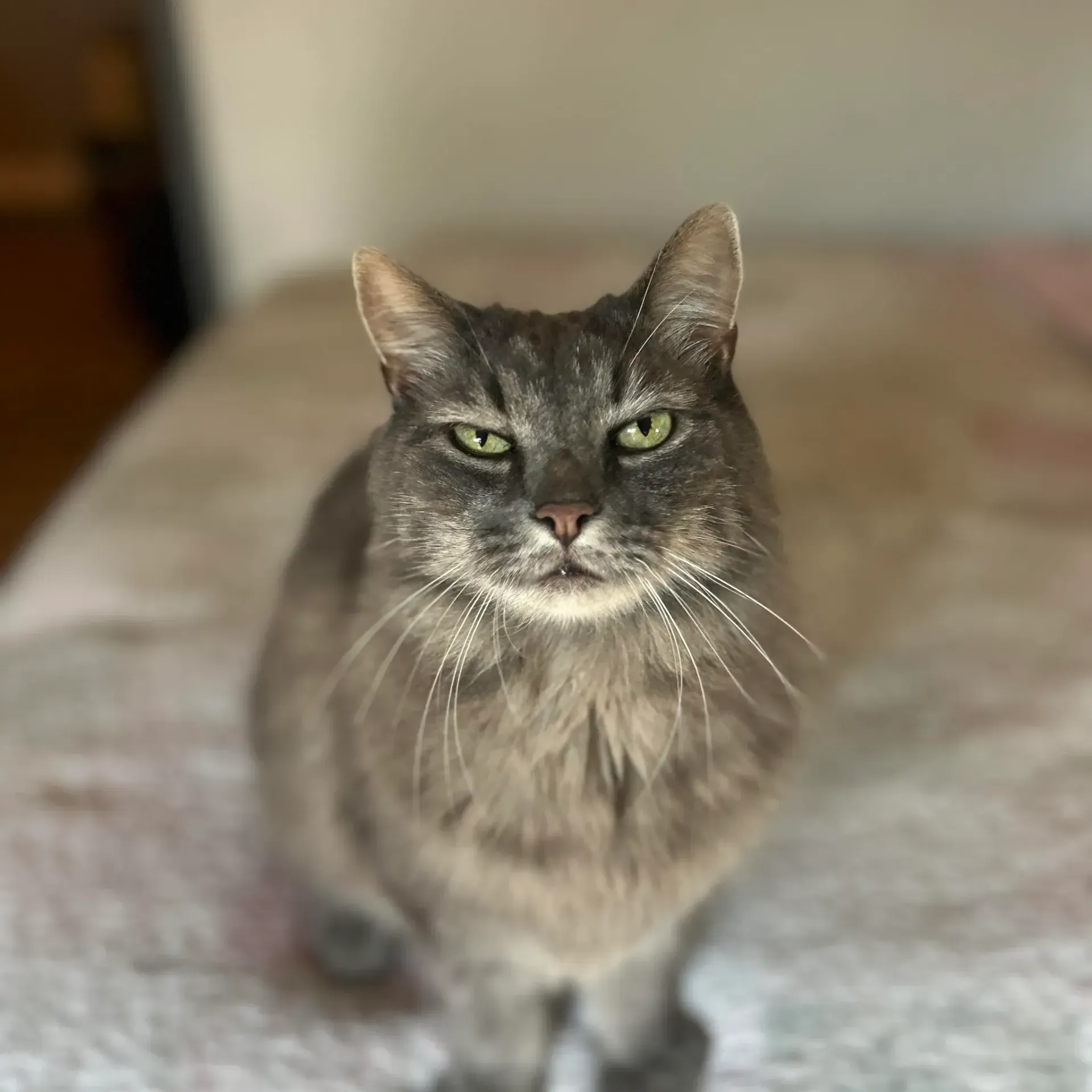 Gray tabby cat sitting on a bed, facing the camera with a calm expression.
