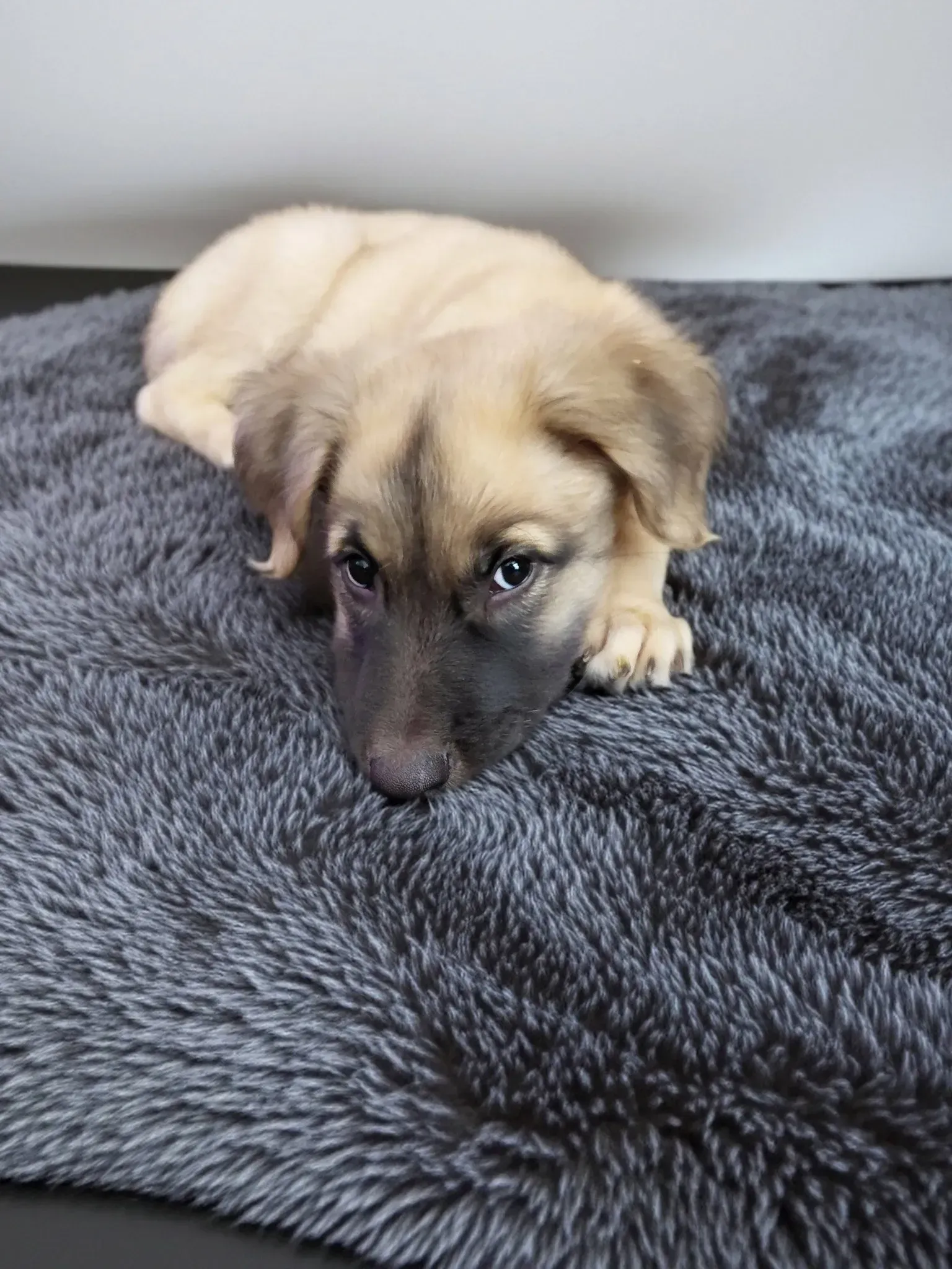 Small tan puppy lying on a gray blanket, looking up with dark eyes.