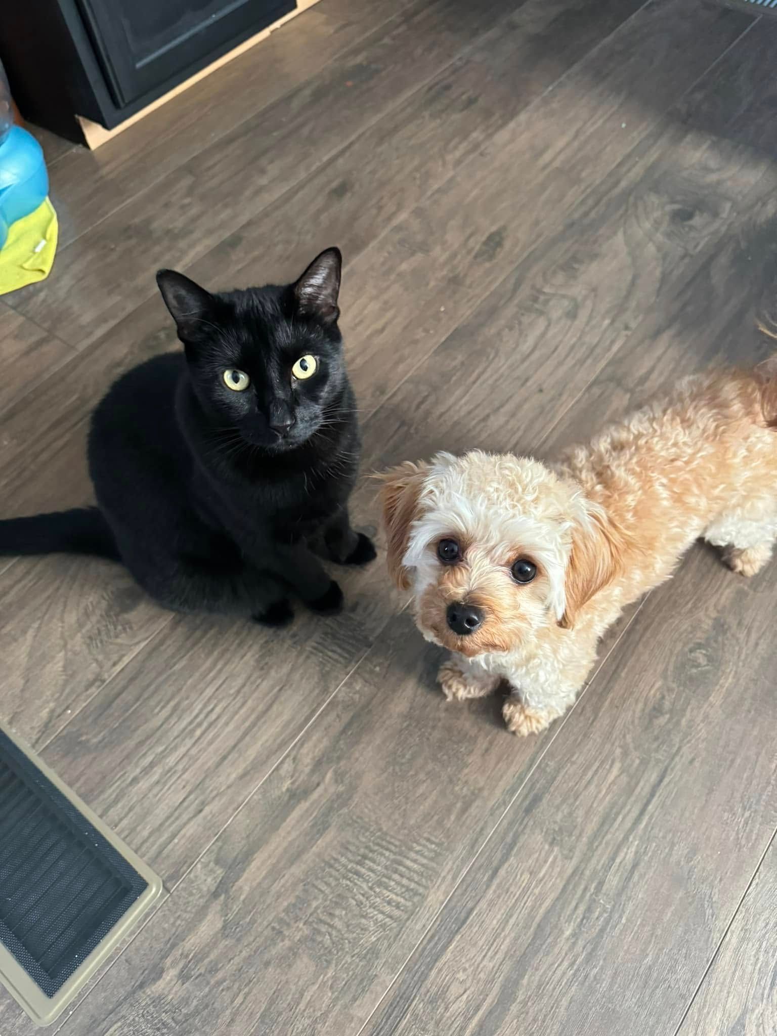 Black cat and tan small dog sitting on a wood floor, looking up at the camera.