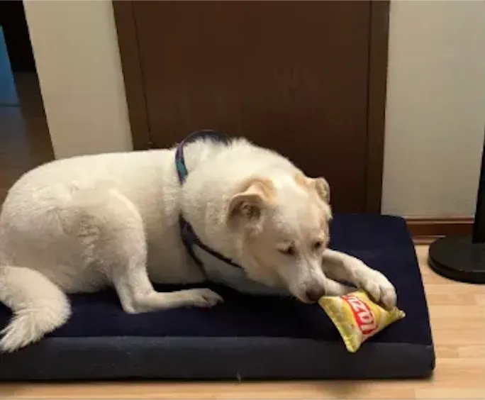 White dog chewing a yellow toy on a dark cushion indoors