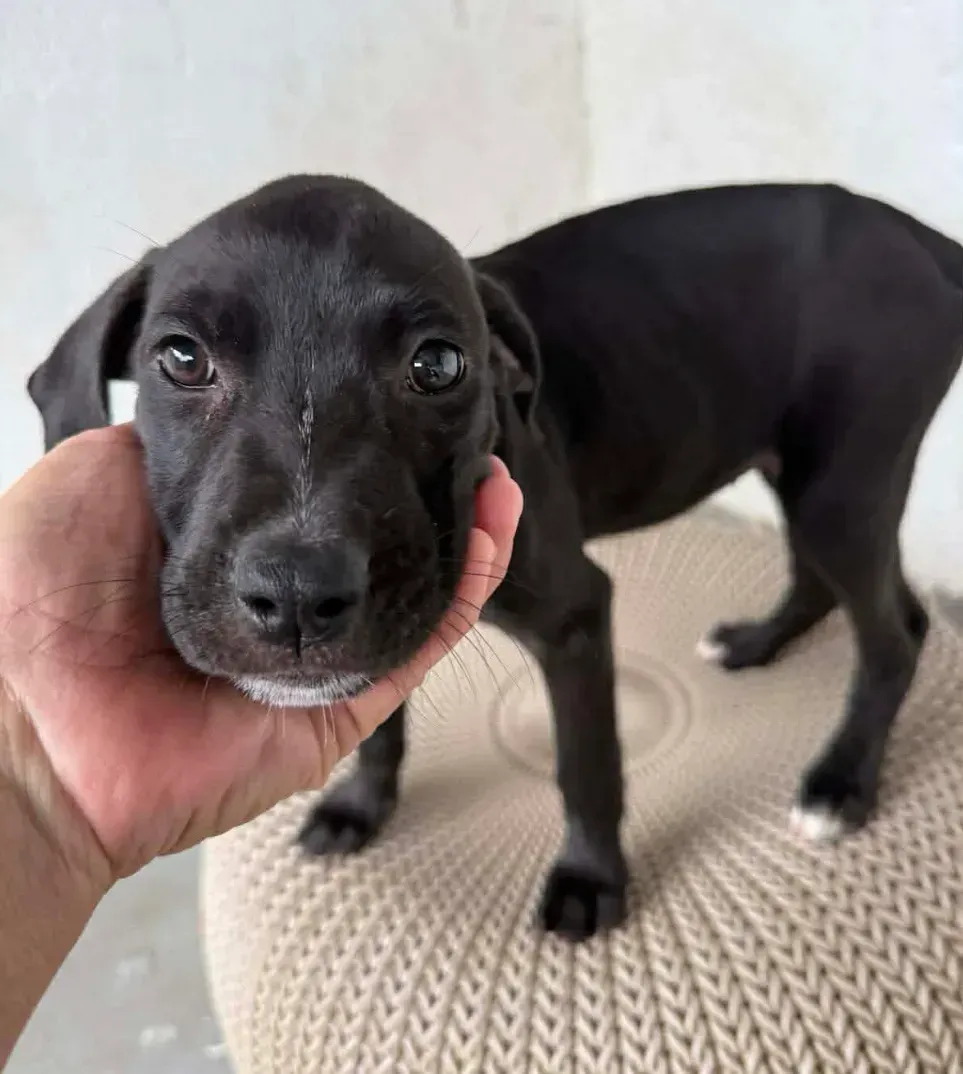 Small black puppy being gently held by a hand on a beige textured cushion.