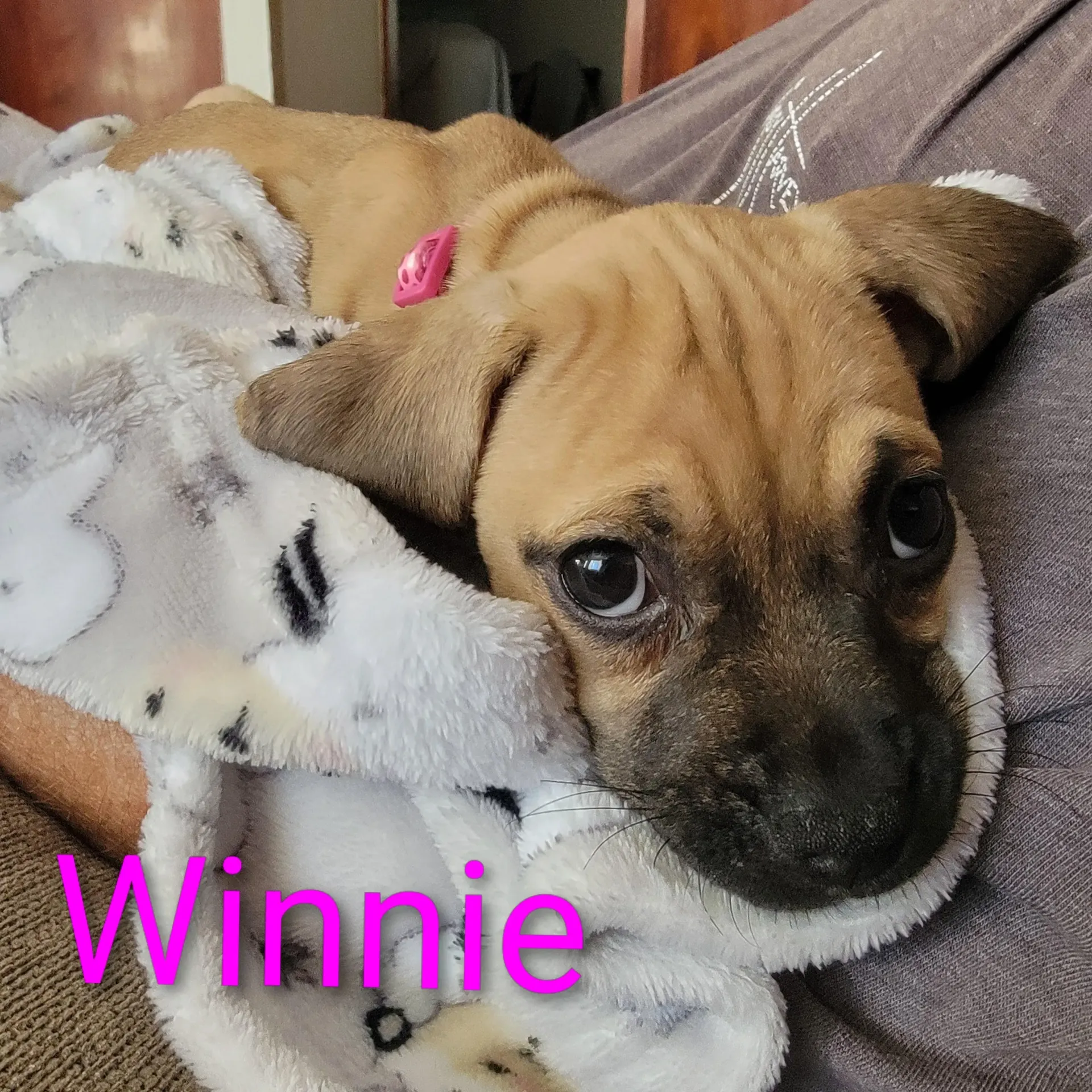Small tan puppy with black face cuddled in a white blanket, labeled “Winnie”