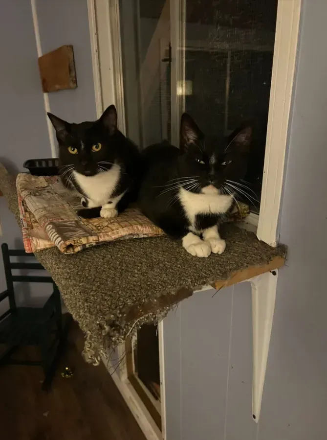 Two black-and-white cats sitting together on a cat perch by a window