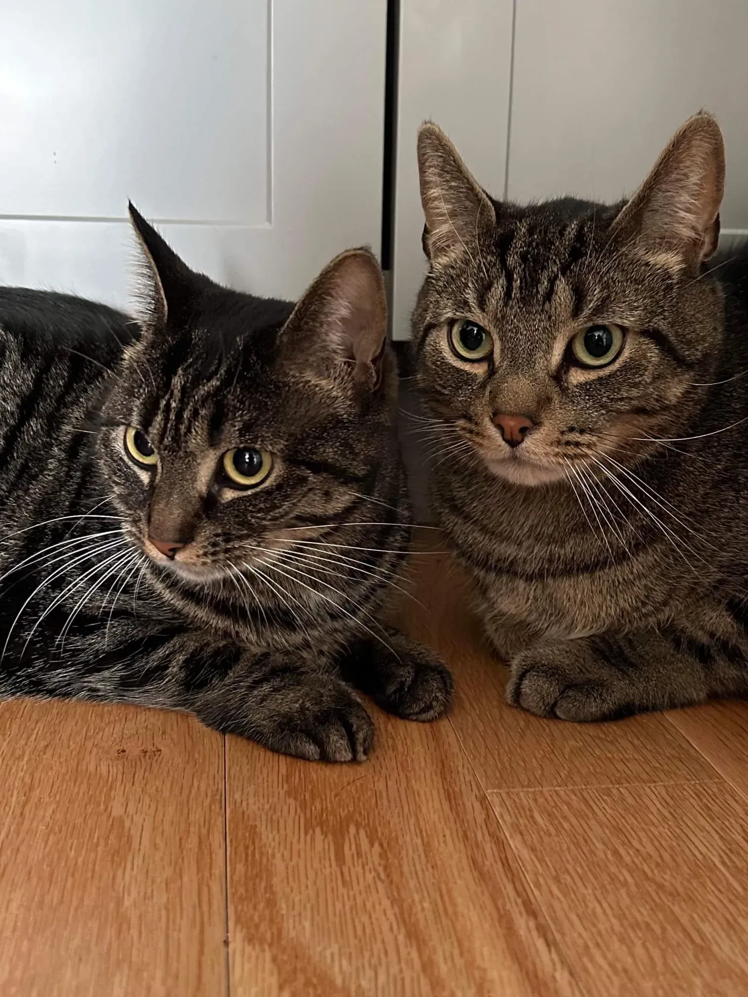 Two tabby cats lying side by side on a wooden floor, facing the camera.