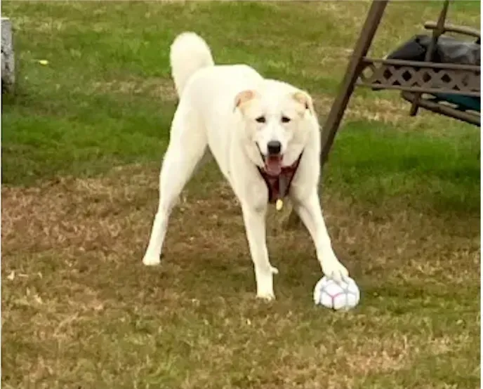 White dog standing on grass with a ball in its mouth, looking at the camera.