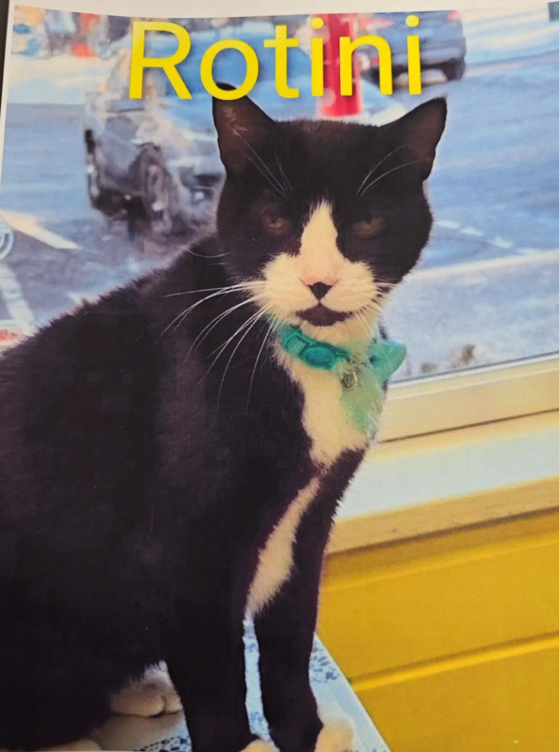 Black and white cat wearing a teal bandana, sitting by a window with “Rotini” text above.