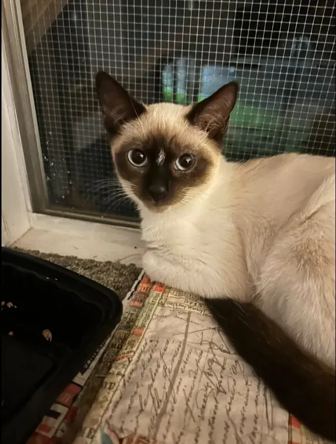 Cream-colored cat with dark face and ears lying on a patterned rug by a window screen